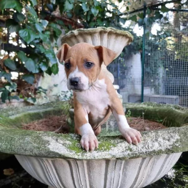 allevamento di villa selen - cuccioli amstaff puglia basilicata | Foto 3