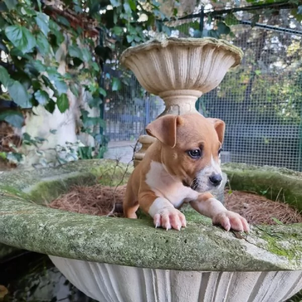 allevamento di villa selen - cuccioli amstaff puglia basilicata