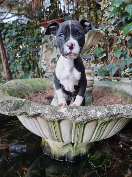 allevamento di villa selen - cuccioli amstaff puglia basilicata | Foto 0
