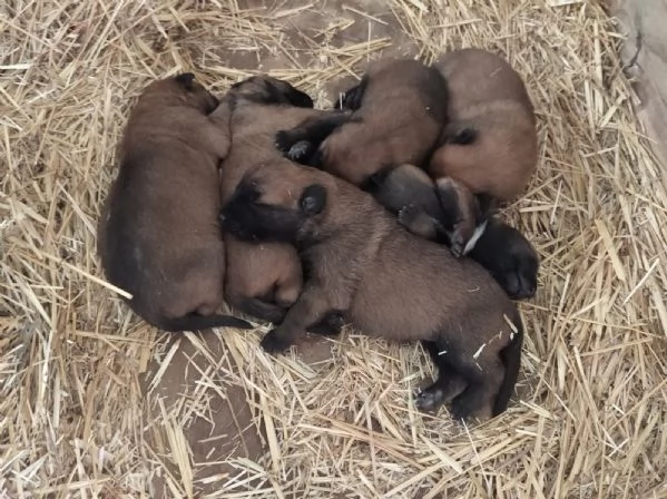 Pastore Belga Malinois Allevamento e Cuccioli Puglia Campania Basilicata | Foto 0