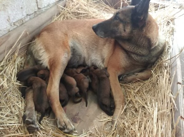 Pastore Belga Malinois Allevamento e Cuccioli Puglia Campania Basilicata