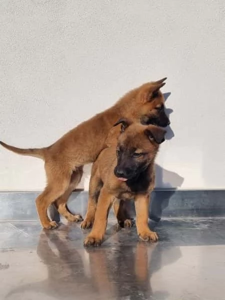 Cuccioli Pastore Belga Malinois Barletta Andria Trani Allevamento in Puglia | Foto 4