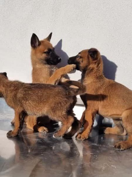 Allevamento Pastore Belga Malinois Cuccioli Foggia Bari  | Foto 3
