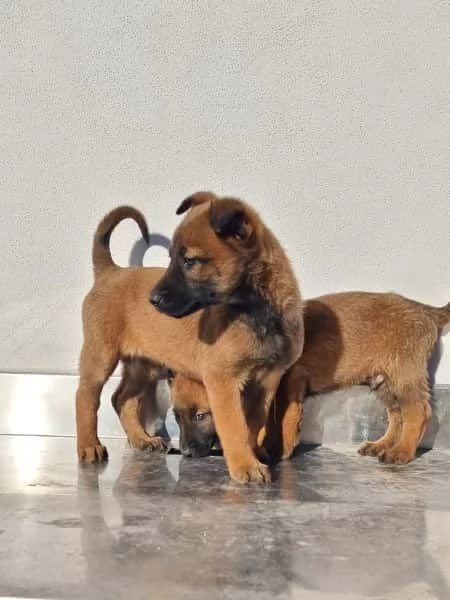 Allevamento Pastore Belga Malinois Cuccioli Foggia Bari  | Foto 2