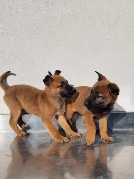 Allevamento Pastore Belga Malinois Cuccioli Foggia Bari  | Foto 1