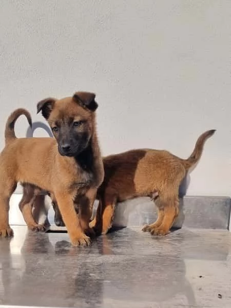 Allevamento Pastore Belga Malinois Cuccioli Foggia Bari  | Foto 0