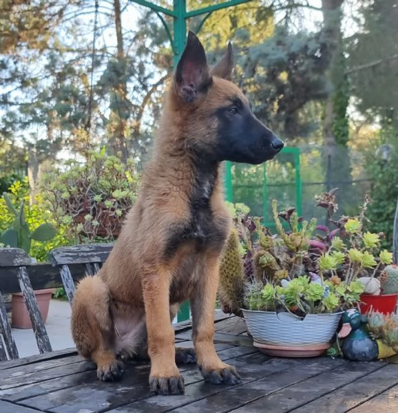 Pastore Belga Malinois cuccioli | Foto 3