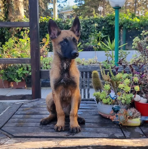 Pastore Belga Malinois cuccioli | Foto 2