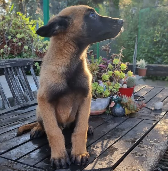 Pastore Belga Malinois cuccioli | Foto 1