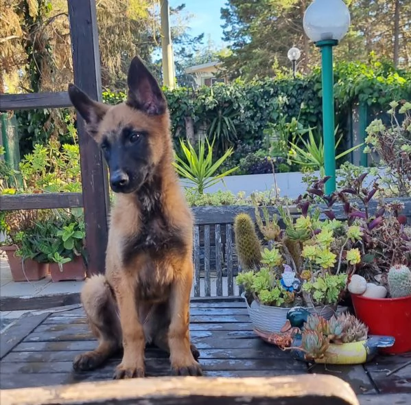 Pastore Belga Malinois cuccioli | Foto 0