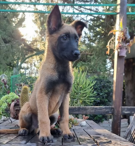 Pastore Belga Malinois cuccioli