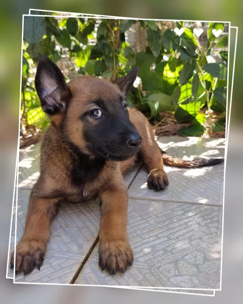 Allevamento Cuccioli Pastore Belga Malinois Potenza Matera