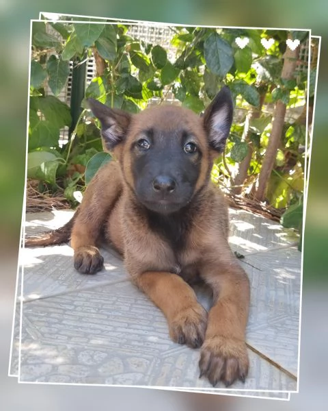Allevamento Cuccioli Pastore Belga Malinois Potenza Matera | Foto 1