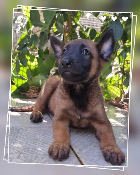 Allevamento Cuccioli Pastore Belga Malinois Potenza Matera | Foto 0