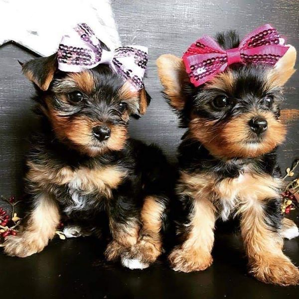 cuccioli di yorkshire per l'adozione | Foto 0