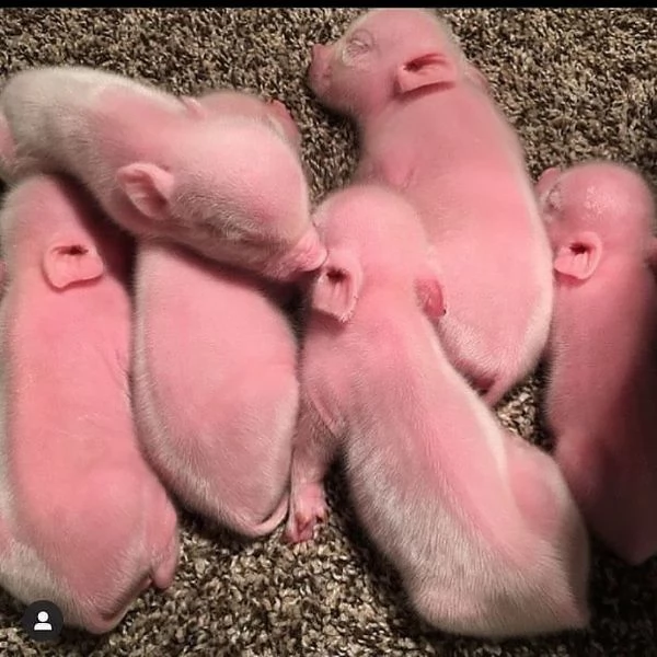 suinetti in vendita | Foto 2