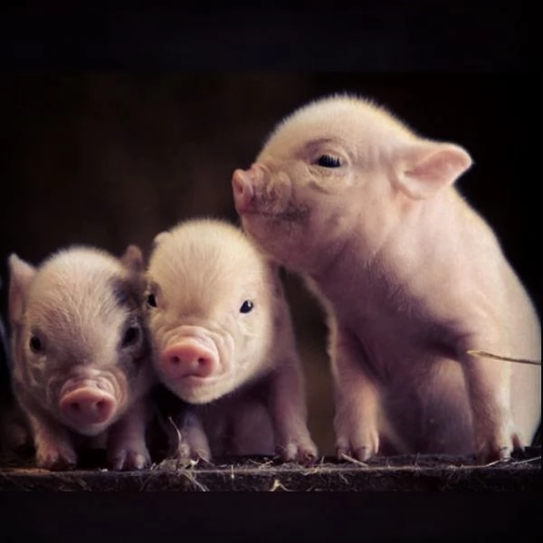 suinetti in vendita | Foto 1