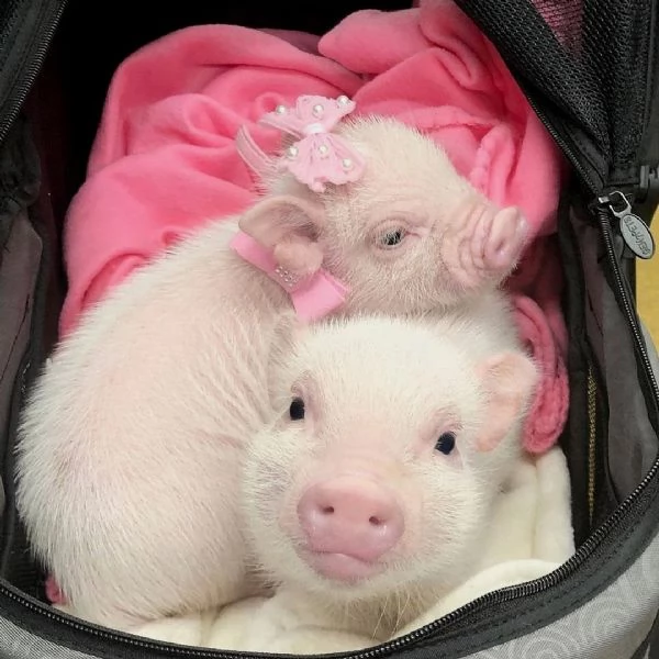 suinetti in vendita | Foto 0