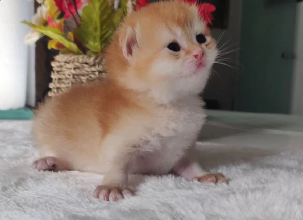 gattini in adozione. | Foto 2