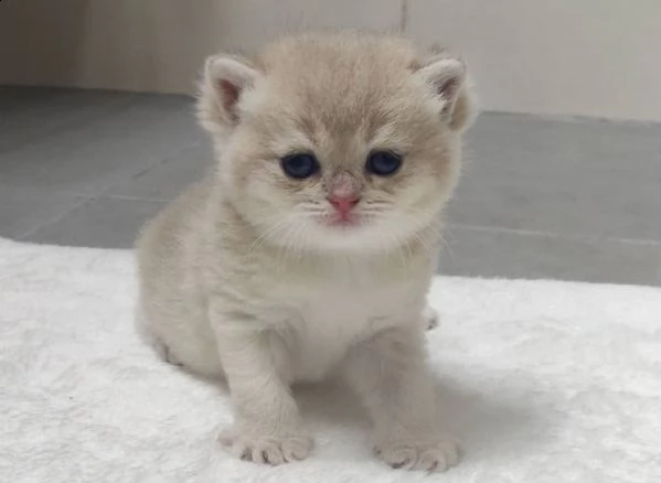 gattini in adozione. | Foto 1