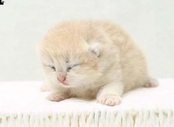 gattini in adozione.