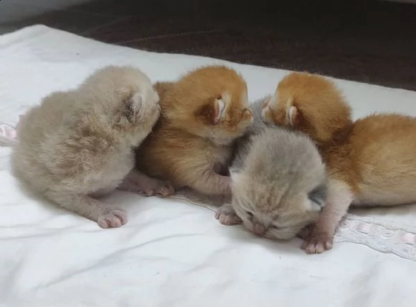 gattini in adozione. | Foto 0