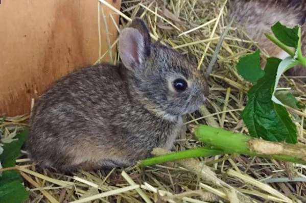 regalo lola – coniglio in adozione