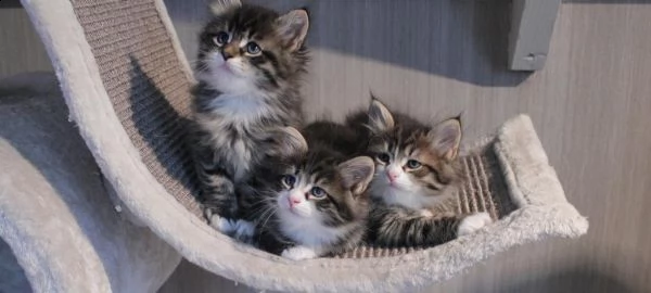 cuccioli di gatti norvegesi delle foreste.