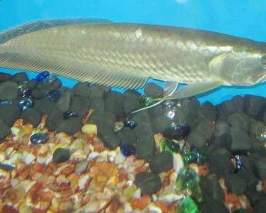 acqua dolce arowanas pronto