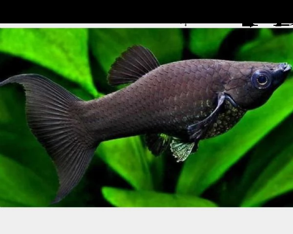 regalo pesci black molly