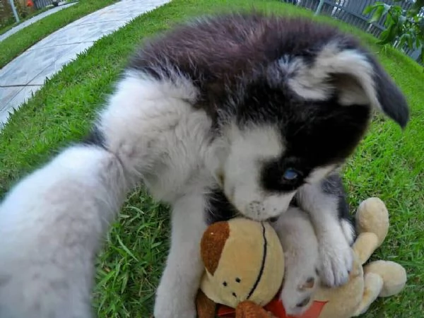 vendita cuccioli di siberian husky 