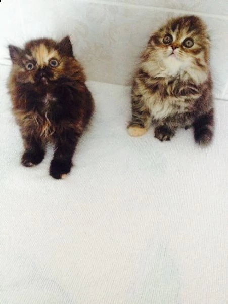 sono disponibili i cuccioli di scottish fold  | Foto 0