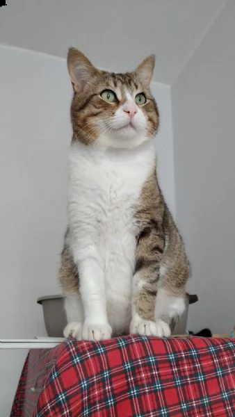 gigi gatto elegante fiv+ | Foto 1