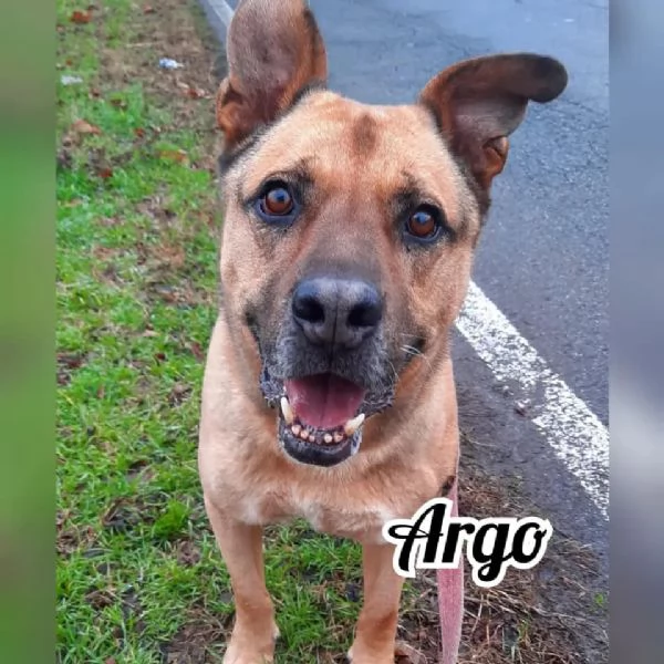 Argo, per gli amanti della razza pittbull IN ADOZIONE 