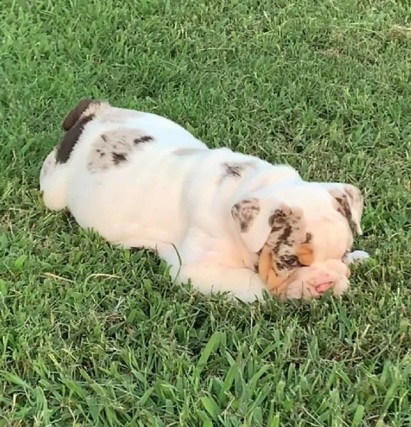 cuccioli di bulldog in adozione | Foto 1
