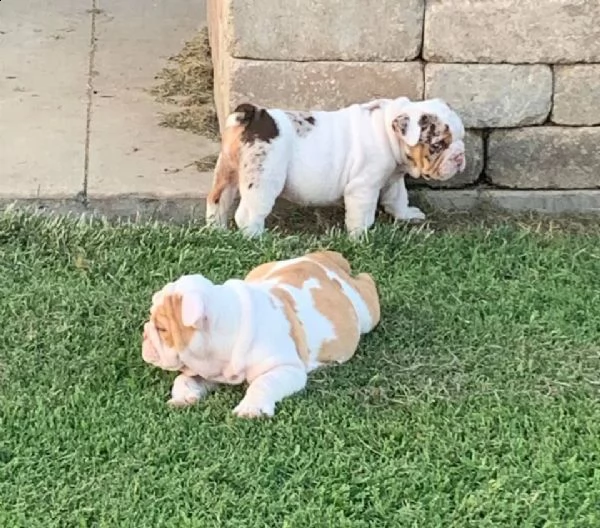 cuccioli di bulldog in adozione | Foto 0