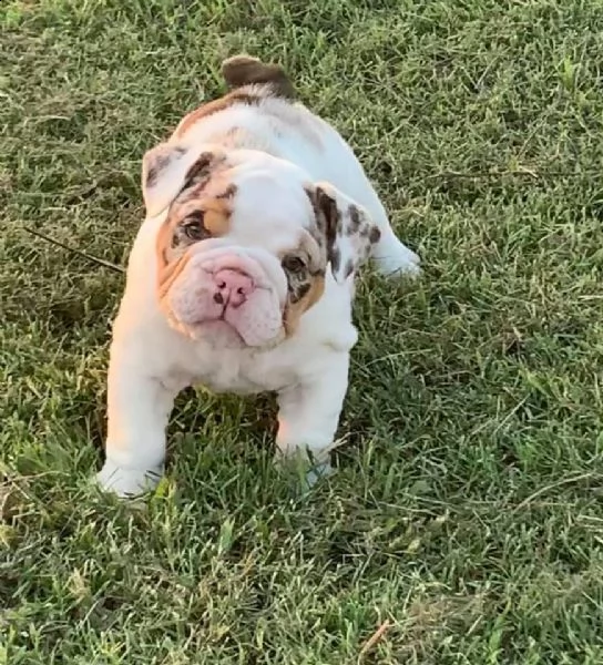 cuccioli di bulldog in adozione