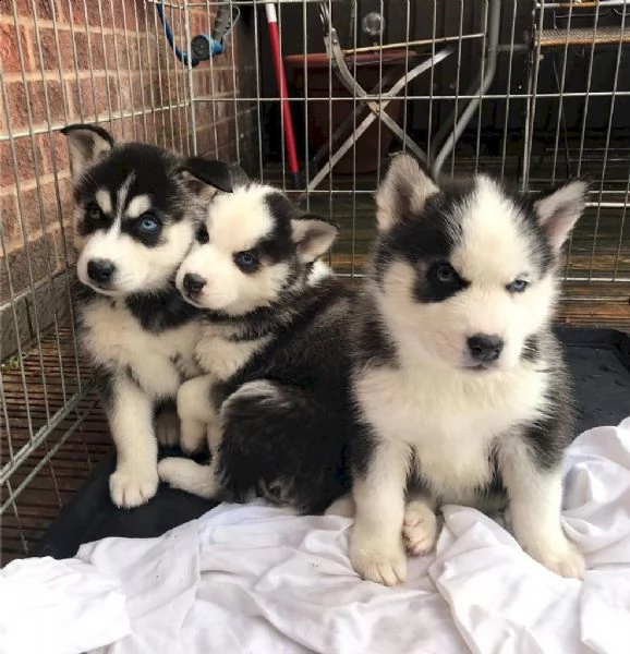 cuccioli husky in adozione | Foto 1