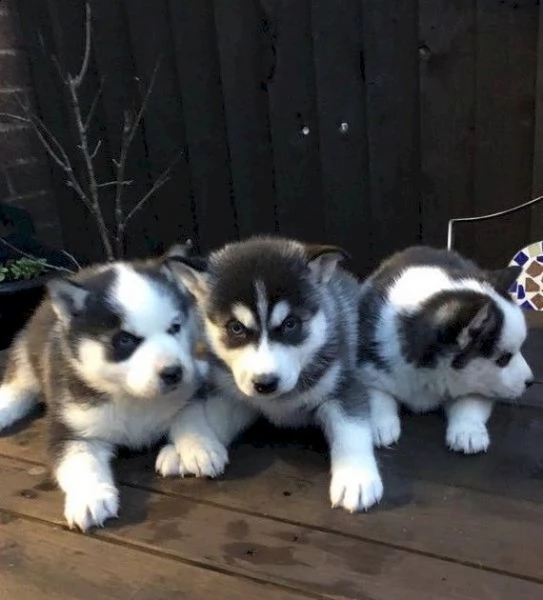cuccioli husky in adozione