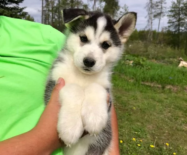 cuccioli husky in adozione | Foto 0