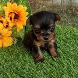 regalo adorabili cuccioli yorkshire femminucce e maschietti