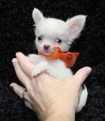 chihuahua