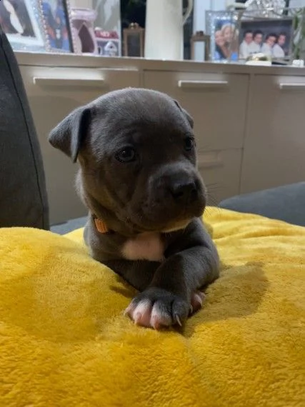 amstaff blue | Foto 0