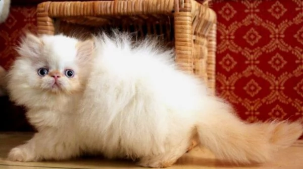 cuccioli di persiani maschi che femmine | Foto 1