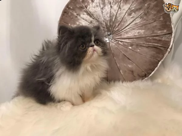 cuccioli di persiani maschi che femmine | Foto 0