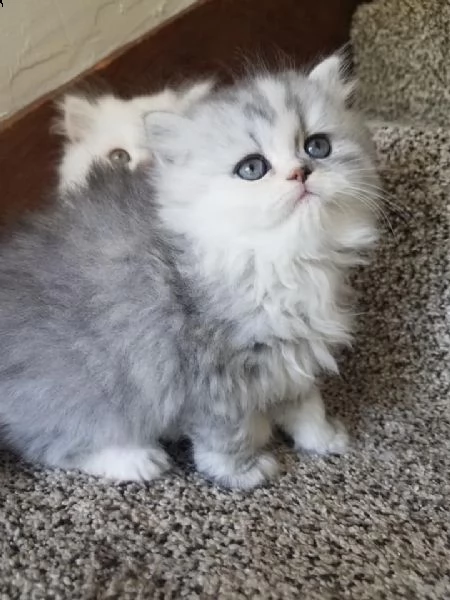 cuccioli di persiani maschi che femmine