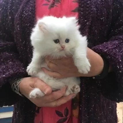 dolci gattini persiani per l'adozione | Foto 1