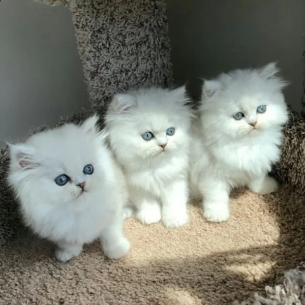 dolci gattini persiani per l'adozione | Foto 0