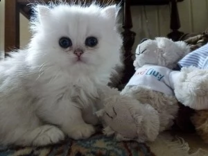 eccezionale gattino persiano disponibile