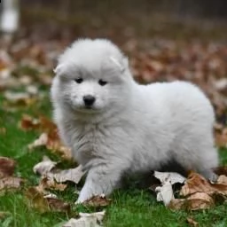 regalo di cuccioli di samoiedo
